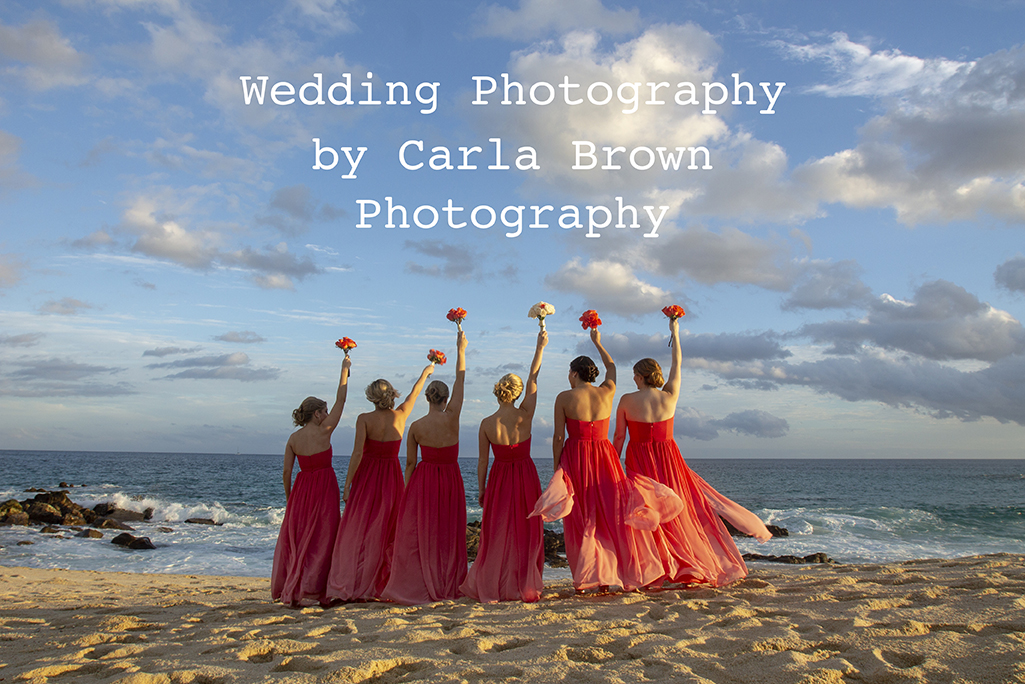 Wedding photos by Carla Brown
